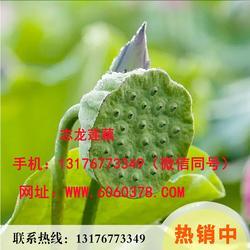 磨盘莲种植技术视频,视频教程详解
